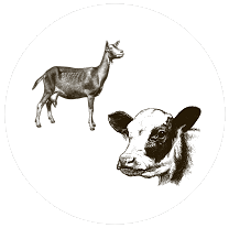 Dairy - Livestock
