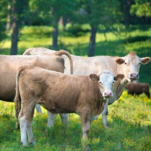 Beef