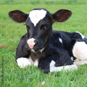 Calves