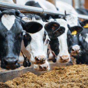 Dairy