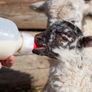 Milk Replacer