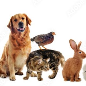 Pets