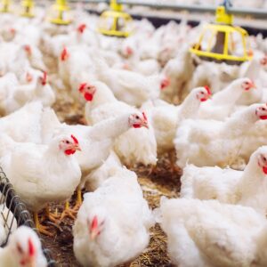 Poultry