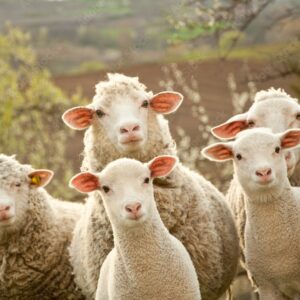 Sheep