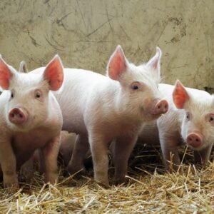 Swine