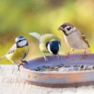 Wild Bird