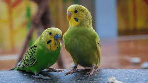 Parakeet